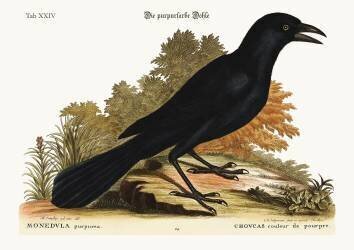 The purple Jack-Daw (Mark Catesby) - Muzeo.com