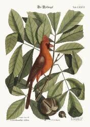 The Red Bird (Mark Catesby) - Muzeo.com