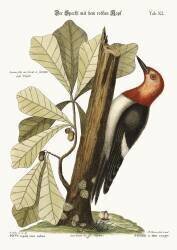 The red-headed Woodpecker (Mark Catesby) - Muzeo.com