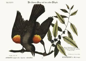 The red-winged Starling (Mark Catesby) - Muzeo.com
