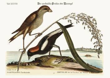 The Rice-Bird (Mark Catesby) - Muzeo.com