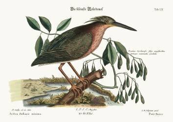 The small Bittern (Mark Catesby) - Muzeo.com