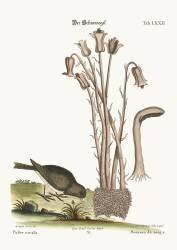 The Snow Bird (Mark Catesby) - Muzeo.com