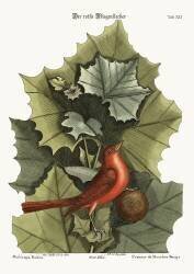 The Summer Red-Bird (Mark Catesby) - Muzeo.com
