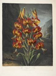 The superb Lily (Robert John Thornton) - Muzeo.com