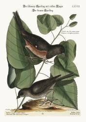 The Towhe Bird (Mark Catesby) - Muzeo.com