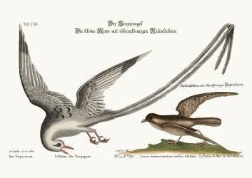 The Tropick Bird (Mark Catesby) - Muzeo.com