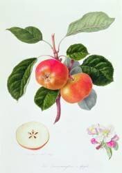 The Trumpington Apple (William Hooker) - Muzeo.com
