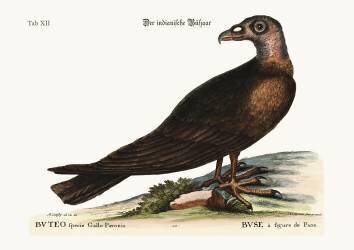 The Turkey Buzzard (Mark Catesby) - Muzeo.com