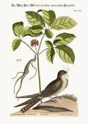 The Whip-Poor-Will (Mark Catesby) - Muzeo.com