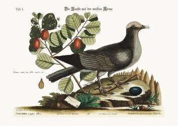 The white-crowned Pigeon (Mark Catesby) - Muzeo.com