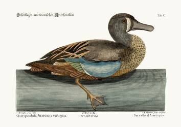 The White-face Teal (Mark Catesby) - Muzeo.com