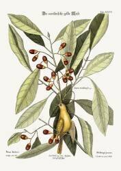 The yellow Titmouse (Mark Catesby) - Muzeo.com