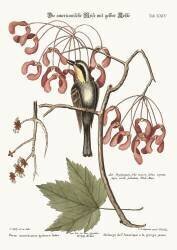 The yellow-throated Creeper (Mark Catesby) - Muzeo.com