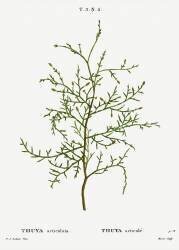 Thuya occidentalis (Pierre Joseph Redouté) - Muzeo.com