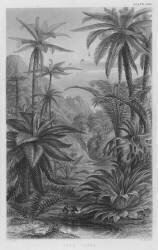 Tree Ferns (W. Fitch) - Muzeo.com