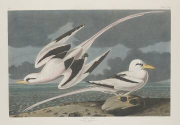 Tropic Bird (John James Audubon) - Muzeo.com
