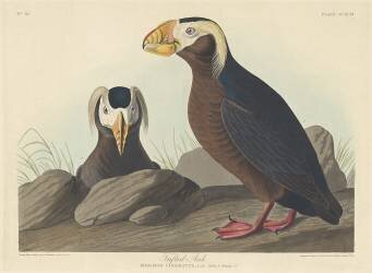 Tufted Auk (John James Audubon) - Muzeo.com