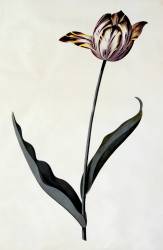 Tulip (Georg Dionysius Ehret) - Muzeo.com