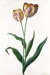 Tulip Tulip (Georg Dionysius Ehret) - Muzeo.com