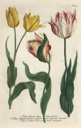Tulip varieties (Georg Dionysius Ehret) - Muzeo.com