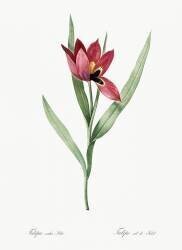 Tulipa oculus-solis (Pierre Joseph Redouté) - Muzeo.com