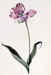 Tulipe (Georg Dionysius Ehret) - Muzeo.com