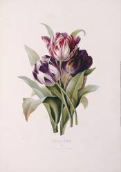 Tulips (Pierre Joseph Redouté) - Muzeo.com