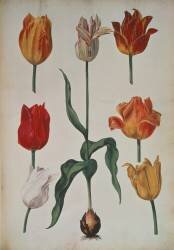 Tulips (anonymous) - Muzeo.com