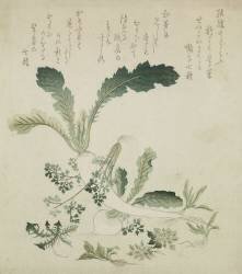 Turnip and radish (Hokusai) - Muzeo.com