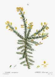Ulex (Pierre Joseph Redouté) - Muzeo.com