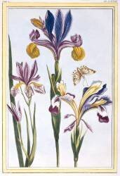 Variegated Iris (Pierre-Joseph Buchoz) - Muzeo.com