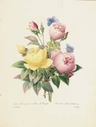 Variety of Yellow Roses and Bengal Roses (Pierre Joseph Redouté) - Muzeo.com