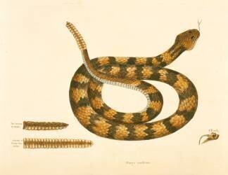 Viper Caudison Snake (Mark Catesby) - Muzeo.com
