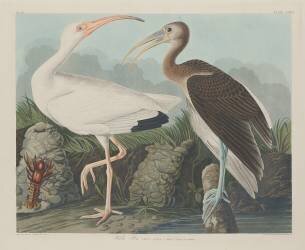 White Ibis (John James Audubon) - Muzeo.com