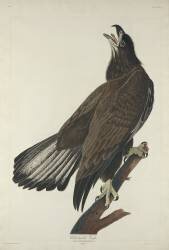 White-Headed Eagle (John James Audubon) - Muzeo.com