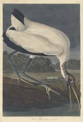 Wood Ibis (John James Audubon) - Muzeo.com