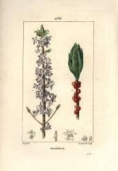 Wood pretty (Pierre Jean Francois Turpin) - Muzeo.com