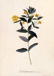 Yellow Loosestrife (Georg Dionysius Ehret) - Muzeo.com