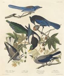 Yellow-billed Magpie (John James Audubon) - Muzeo.com