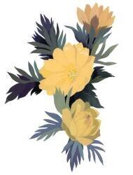 Adonis ramosa (Hiroyuki Izutsu) - Muzeo.com