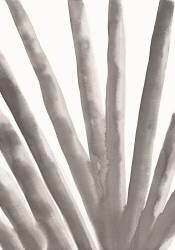 Aloe Vera (1x Studio) - Muzeo.com