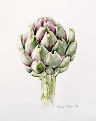 Artichoke Study (Alison Cooper) - Muzeo.com
