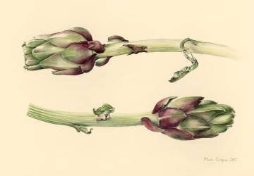 Artichokes (Alison Cooper) - Muzeo.com