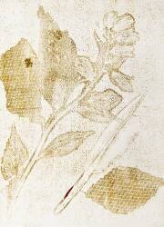 Background (Muzeo Studio) - Muzeo.com