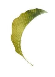 Banana Leaf (1x Studio) - Muzeo.com