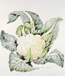 Cauliflower Study (Alison Cooper) - Muzeo.com