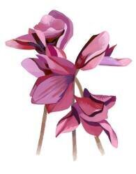 Cyclamen (Hiroyuki Izutsu) - Muzeo.com