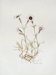 Dianthus Argus (Alison Cooper) - Muzeo.com