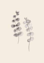 Eucalyptus Twigs (1x Studio) - Muzeo.com